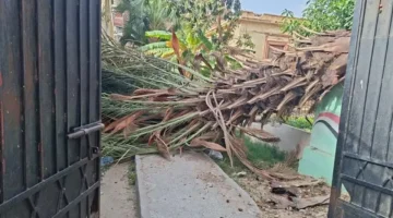 الرياح القوية تقتلع نخلة داخل مبنى تعليمي في قلب مدينة الإسكندرية